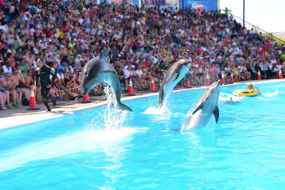 Dolphin Show in Sharm El sheikh