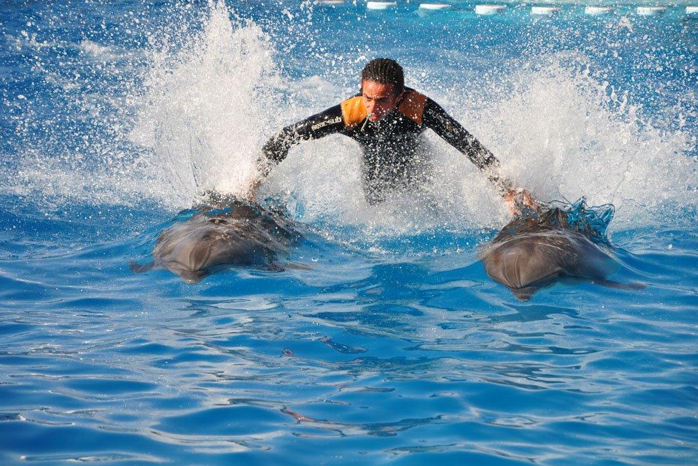 Dolphin Show in Sharm El sheikh