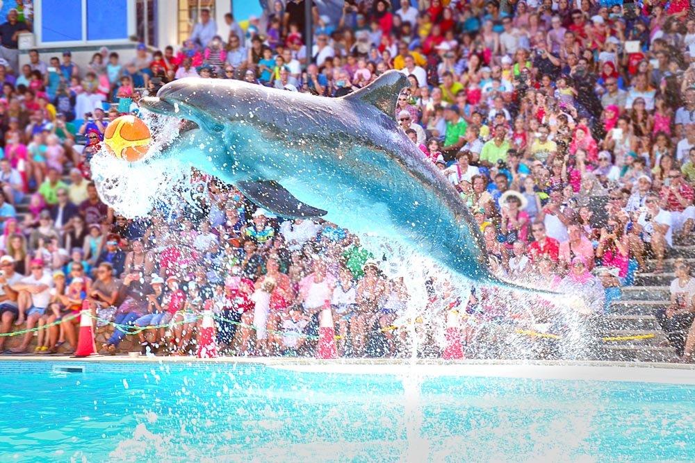 Dolphin Show in Sharm El sheikh