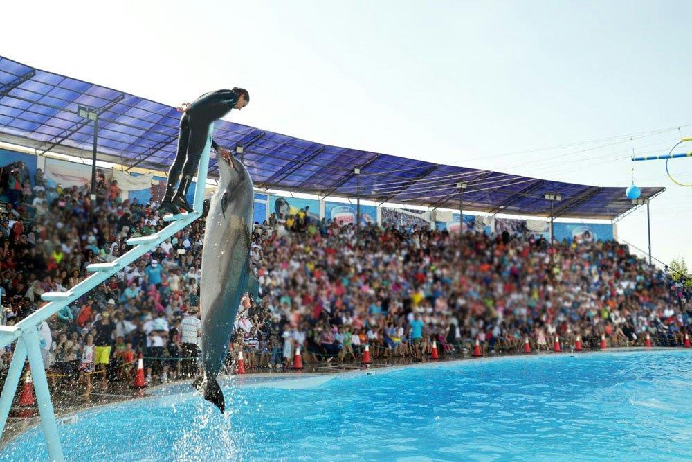 Dolphin Show in Sharm El sheikh