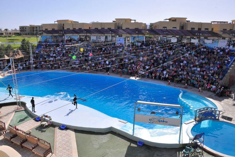 Dolphin Show in Sharm El sheikh