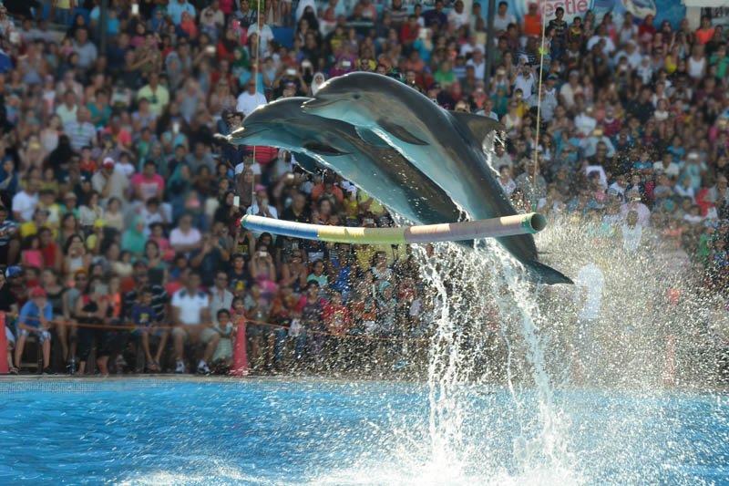Dolphin Show in Sharm El sheikh